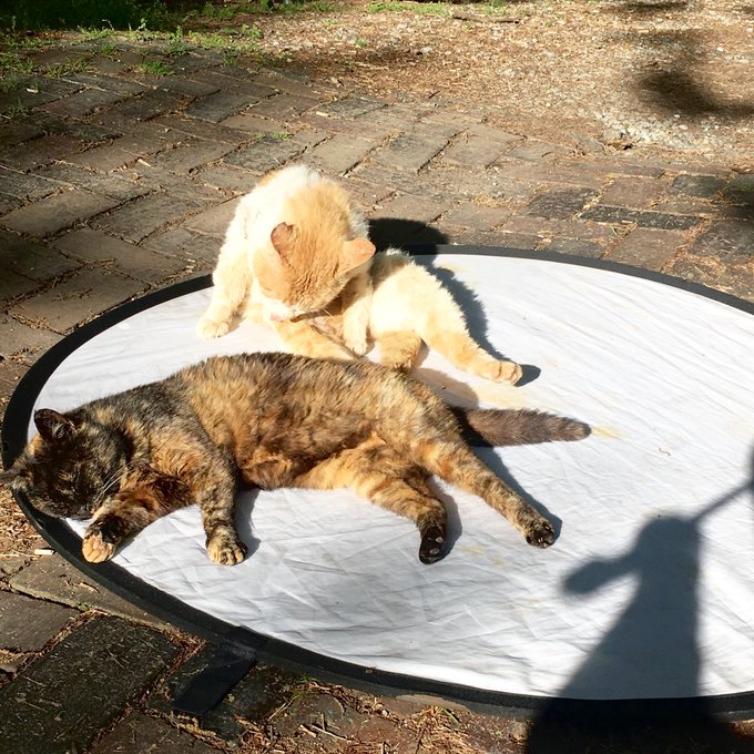 Twitterのコスプレ画像48