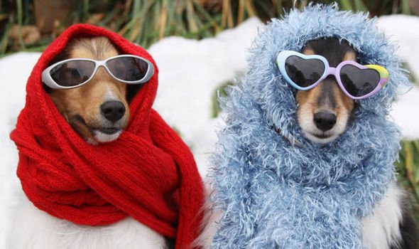 EastpointCFA's tweet photo. It's National Dress Your Pet Day and we'd love to see your pets in clothes! Post a picture of your babies in the comments 🐾🐱🐶🦜 #nationaldressyourpetday #cfaeastpoint https://t.co/NGfvwjnN23