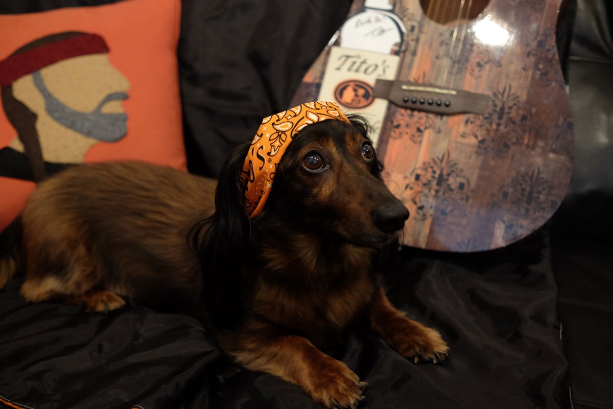 TitosVodka's tweet photo. Our #cowoofers are looking sharp for #DressUpYourPetDay! 🐾 #VodkaForDogPeople https://t.co/9hb8KW4QUS