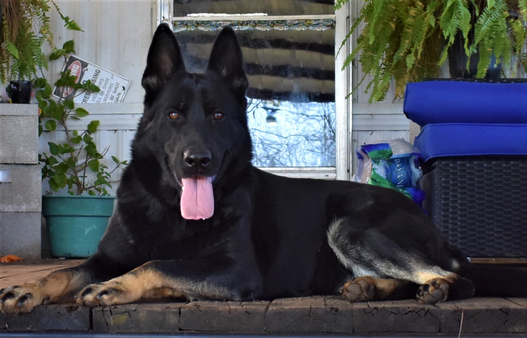 bicolor german shepherd