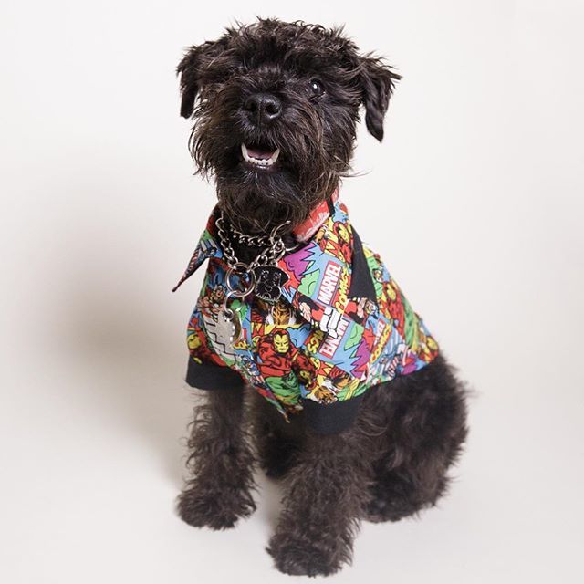 baconthedoggers's tweet photo. I hear it’s #nationaldressupyourpetday but that’s just everyday for me 😂 #alwayslookinggood https://t.co/pOoZEMKVOn https://t.co/gOUyrm1SsO