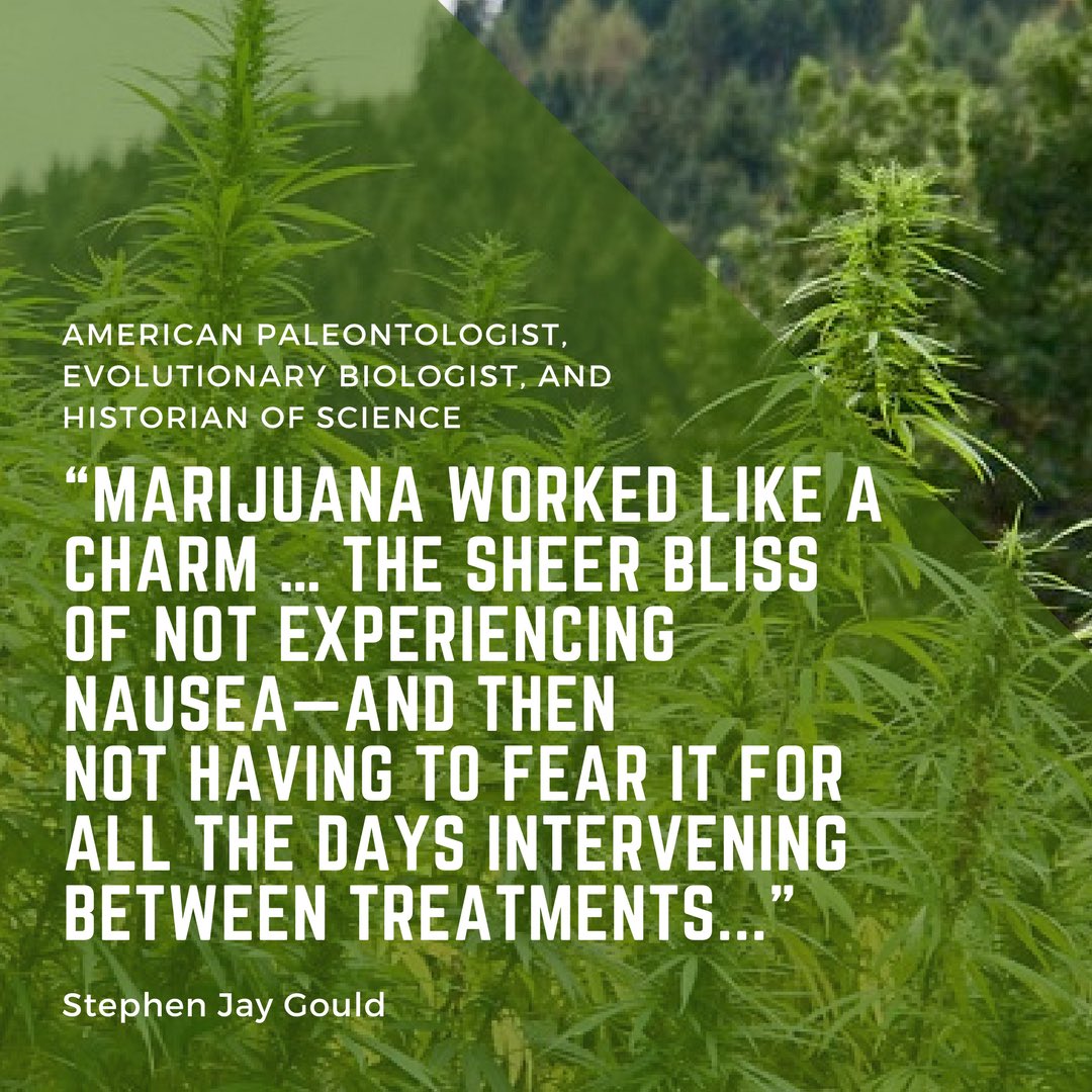 cbdadvocate's tweet photo. .@stephenjaygould : 
Evolutionary Biologist - Harvard University 

“ it is beyond my comprehension that any humane person would withhold such a beneficial substance from people in such a great need simply because others use it for different purposes. “ https://t.co/j8nSzTKwDe