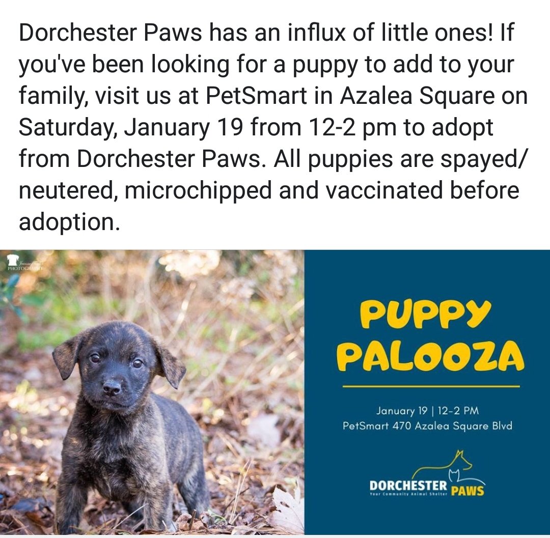 Petsmart Summerville tweet media