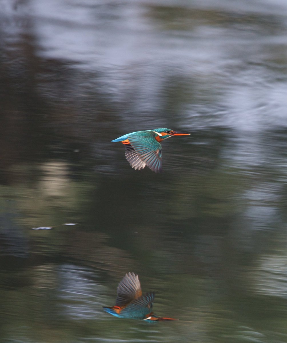 VermaNishith's tweet photo. Kingfisher fly by #YourShotAdventure https://t.co/P5ZLSlHeXP