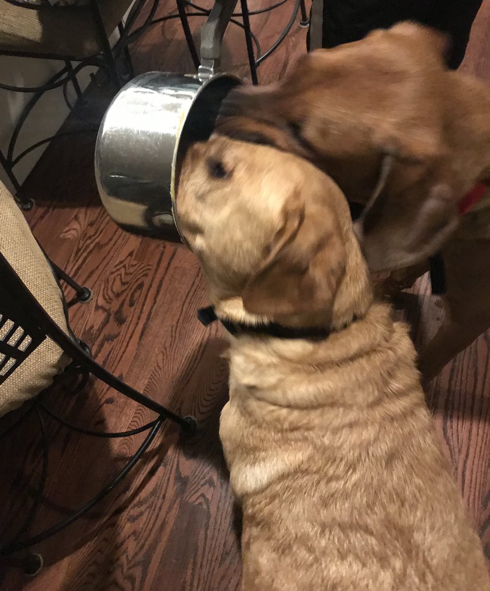 jennadeep2002's tweet photo. They got their heads stuck together in a pot... https://t.co/ojquc0nkHo