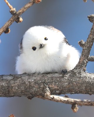 最高の鳥 可愛い 画像 最高の動物画像 最高の鳥 可愛い 画像 最高の動物画像