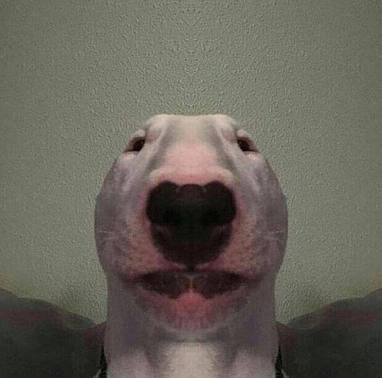 images Nelson The Bull Terrier Edits nelson nelsonposting twitter