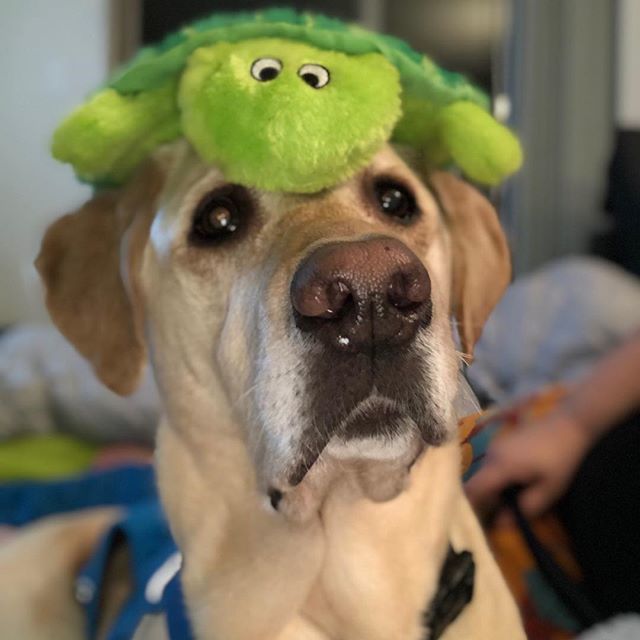 titus_the_lab's tweet photo. 4 weeks post TPLO surgery! Drugged up enough for Mom to put this stupid toy on my head but not drugged up enough for me to not smell food cooking in the kitchen! #titusthelab #labrador #justlabs https://t.co/iIRwR3NVKo