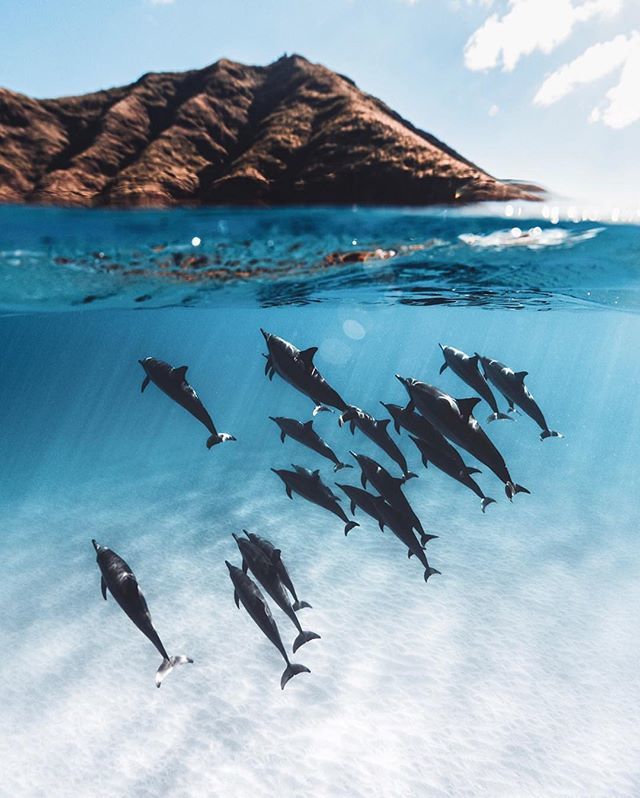 livehayn's tweet photo. Moments in paradise π¬ πΈ: @nolanomura #hayn #colorsofhawaii #walklightly #luckywelivehawaii https://t.co/hBhbH6xzht https://t.co/jg9aDdT5E3