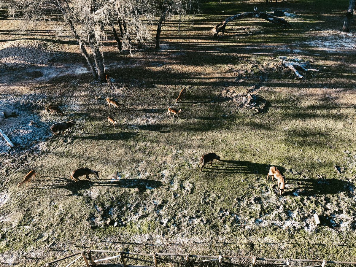 samhetterich's tweet image. Staying on the savanna in Africa🦒