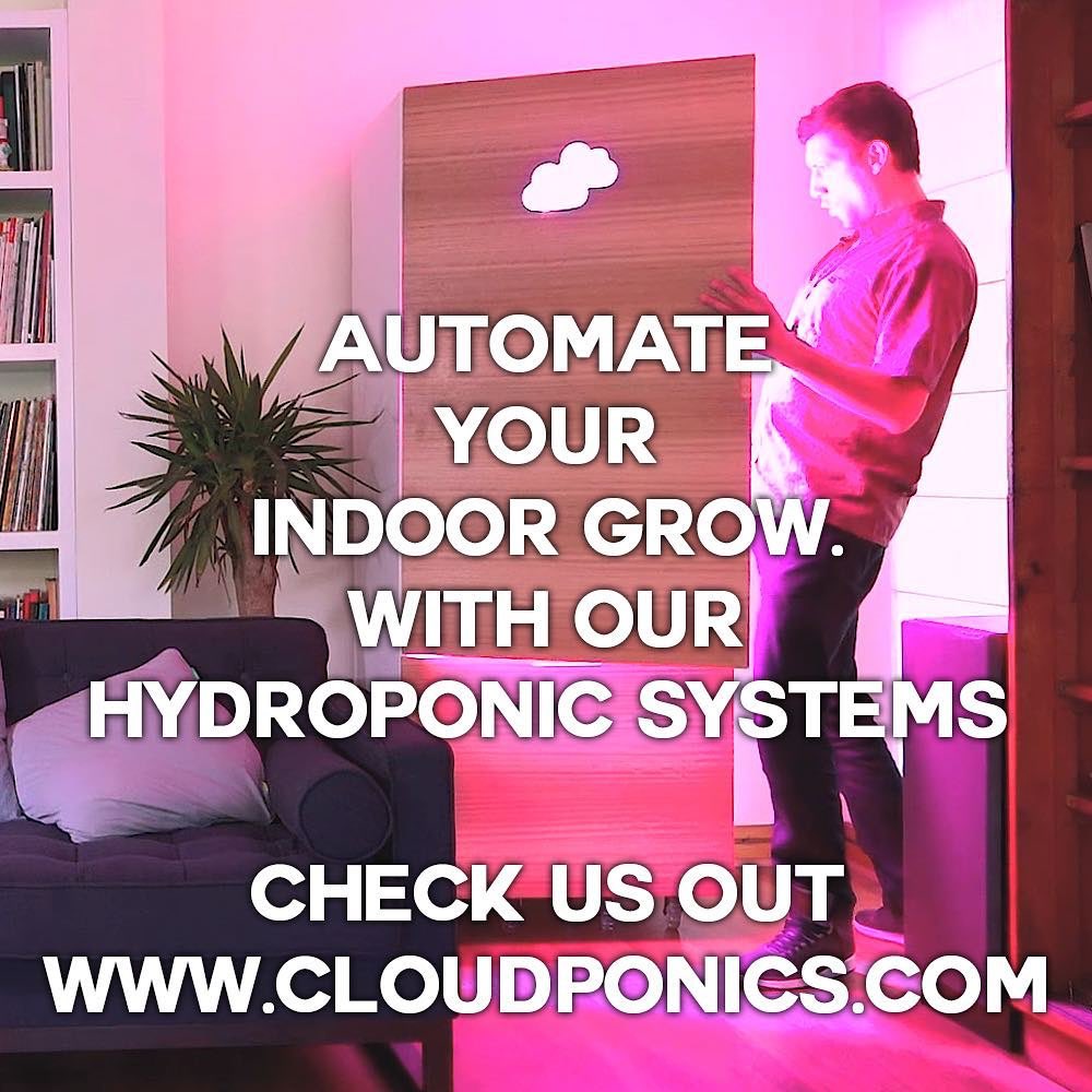 cloudponics's tweet image. Automate your indoor grow with our hydroponic systems. LINK in BIO
•
•
•
#Cloudponics #LedGrown #GrowYourOwn #HydroponicsSystem #cannabisgrow #cannabisoil #ganjafarmer #marijuanagrowers #marijuana #thc #cbd #dispensarylife #medicinalmarijuana #medicinalcannabis