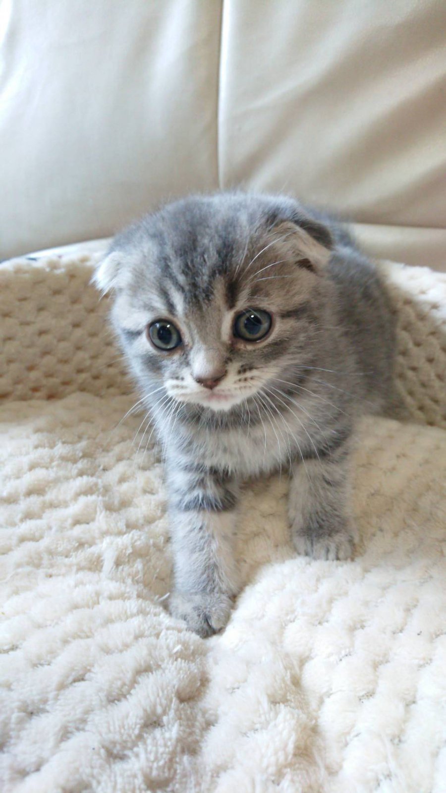 ペットショップ チャッピー 可愛いスコティッシュフォールドの赤ちゃん男の子 飼い主様絶賛募集中 T Co Lq5ytytigd T Co Oudpdxkuuy Twitter