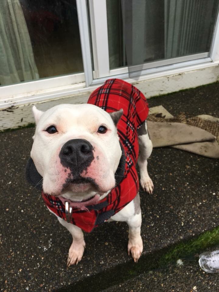 ssfreedomfences's tweet photo. Diamond was in rescue for 3 years waiting for s home!! She finally got one, then her fence blew down in a storm! Her new mom could not afford to fix her fence. She almost had to go back to the rescue. Her rescue reached out and #boom a fence was constructed! https://t.co/9gkzoD0yut