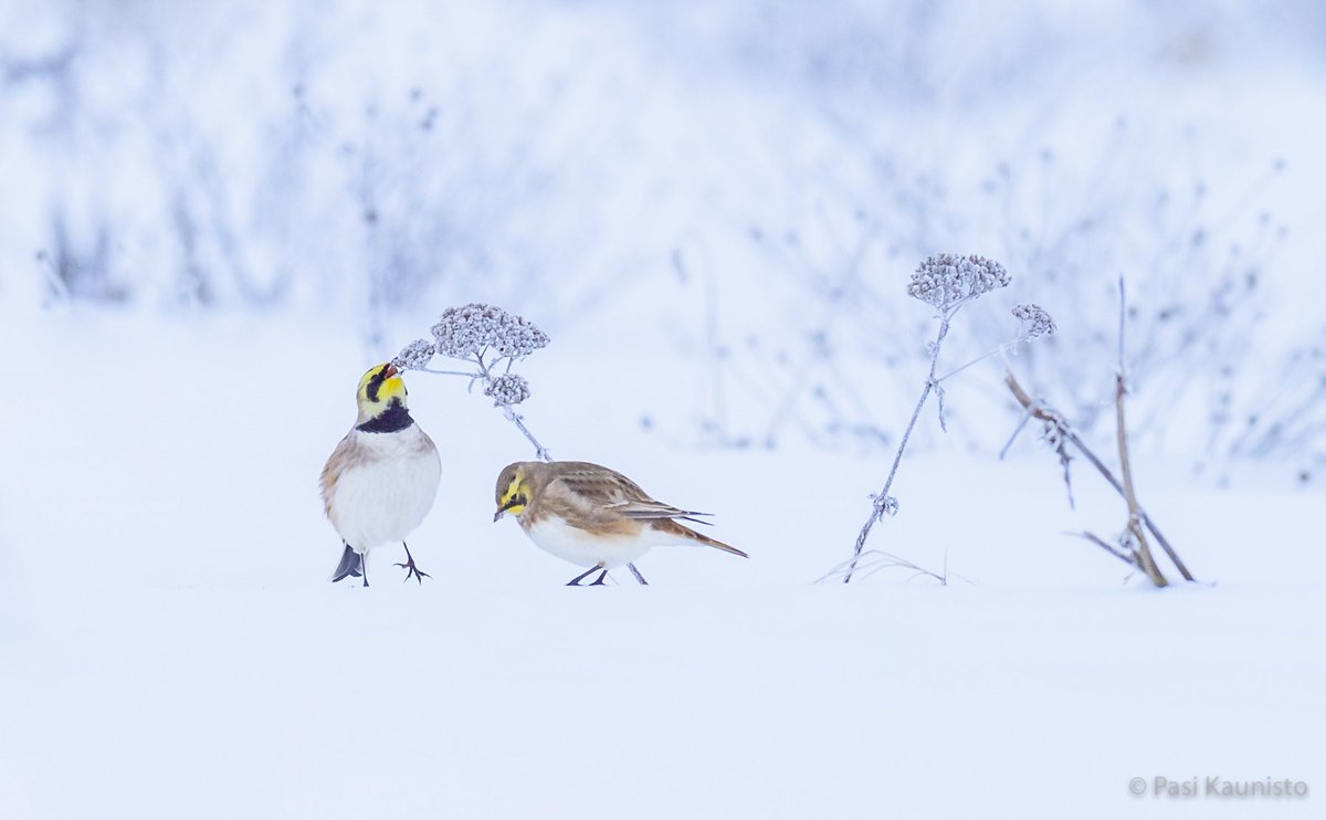 Shore larks, rare visitors in Southern Finland  -  Tunturikiurut, harvalukuisia vierailijoita Etelä-Suomessa #birds #nature #wildlife #Finland