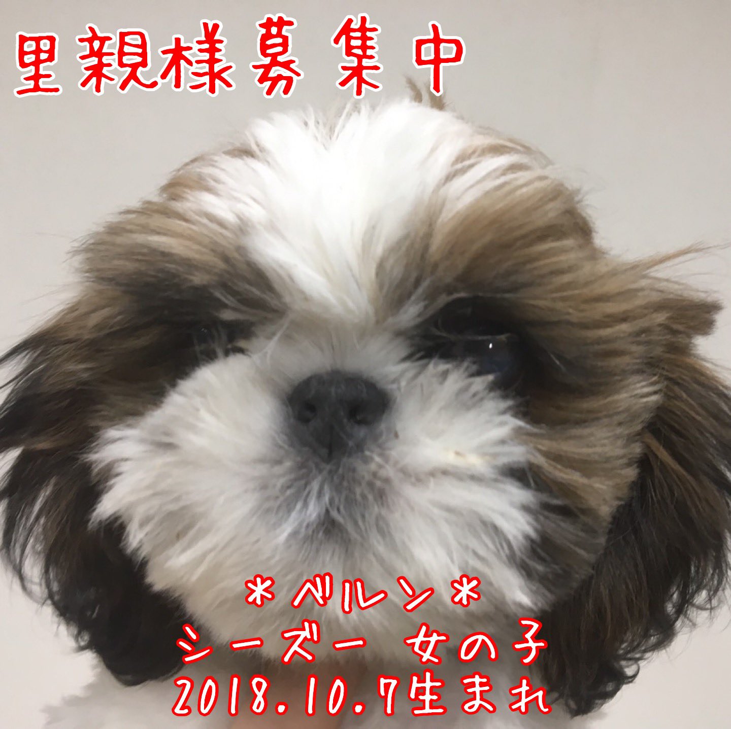 See Hogokencafet S Tweet Twitter