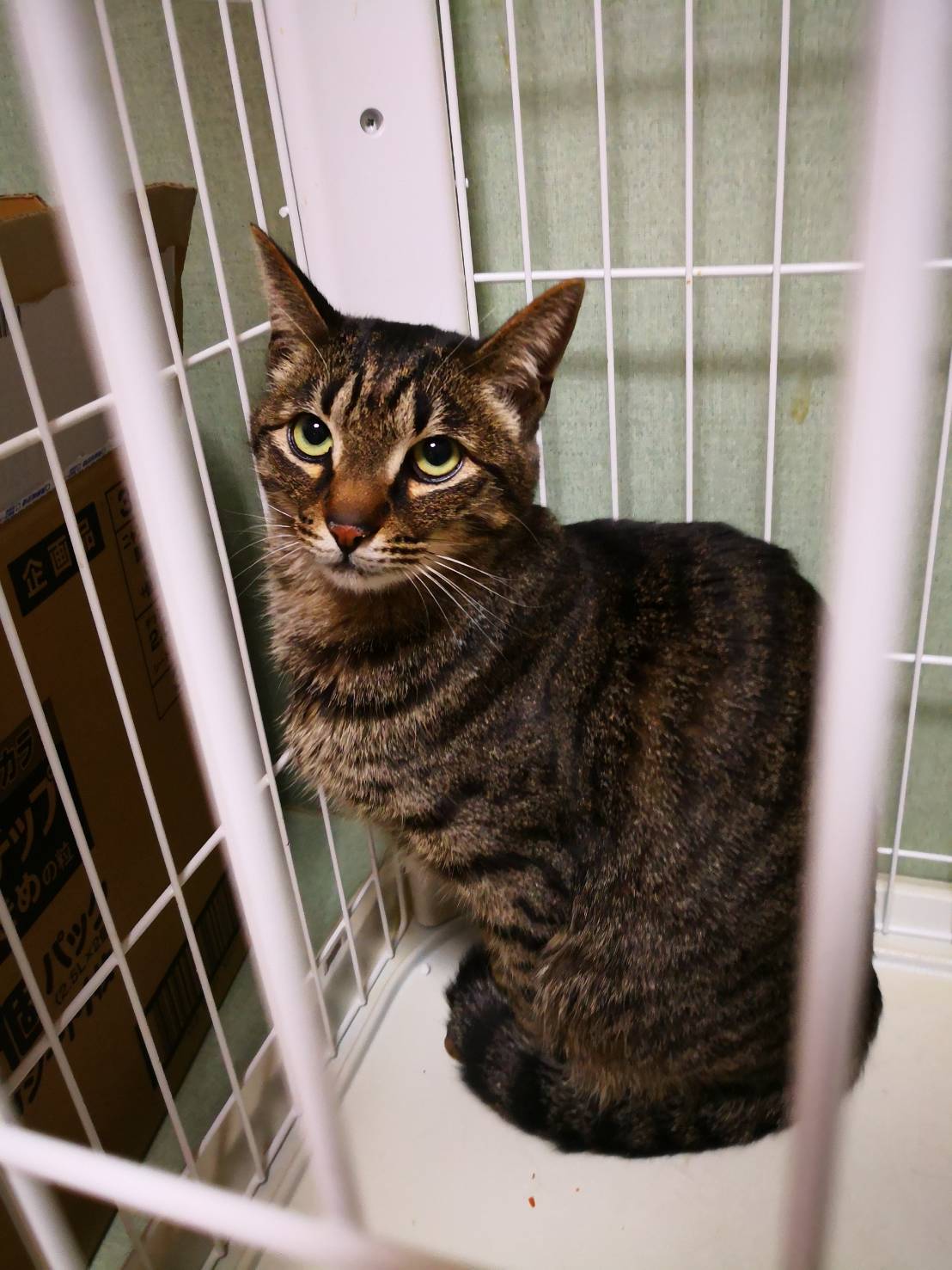 Twitter এ いぬねこlua カフェお休み中 保護されたトラくん 1歳半の男の子です 元々一般の家庭で飼われていましたが訳あってお外で暮らすことに 見かねたご近所さんが保護してくださいました 東京 町田市 成瀬 いぬねこカフェlua 里親募集 保護犬