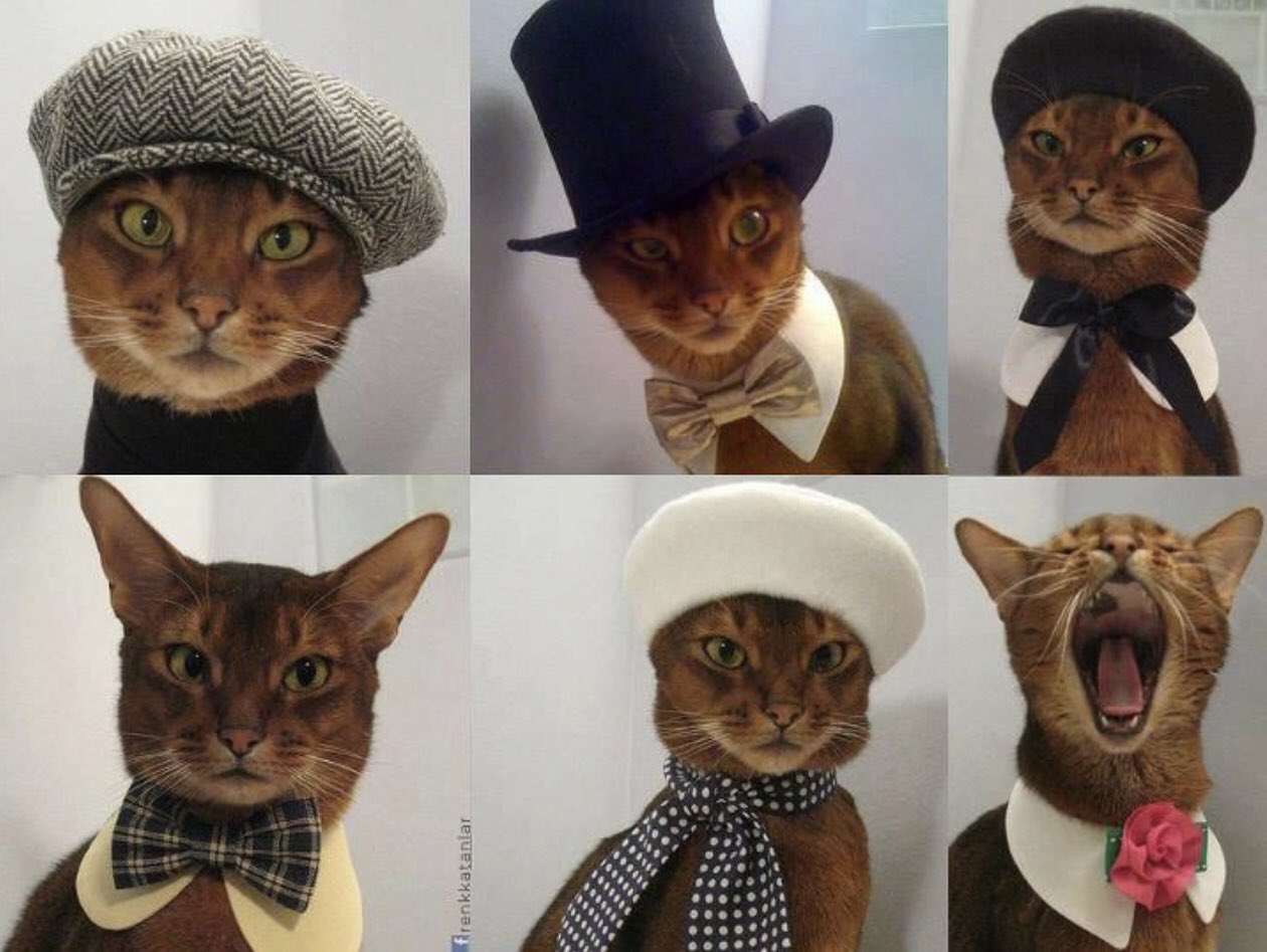 Котенок модник ежже