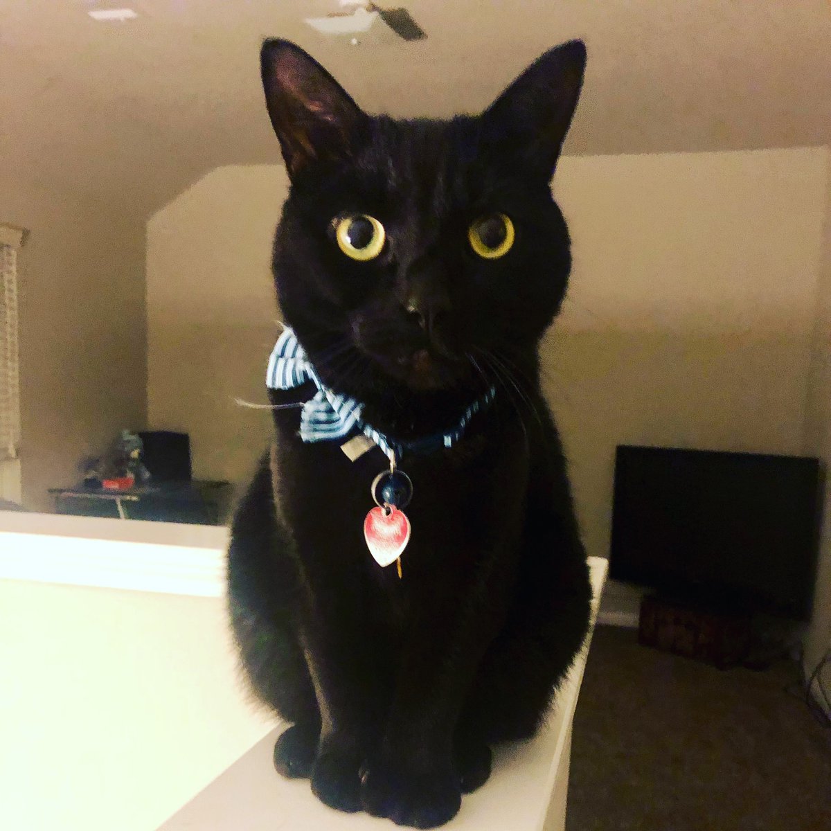 this guy 🤦🏽♀️😂 #bagheera #bags #baggy #bombay #bombaycat #blackcat #greeneyes #yelloweyes #cateyes
