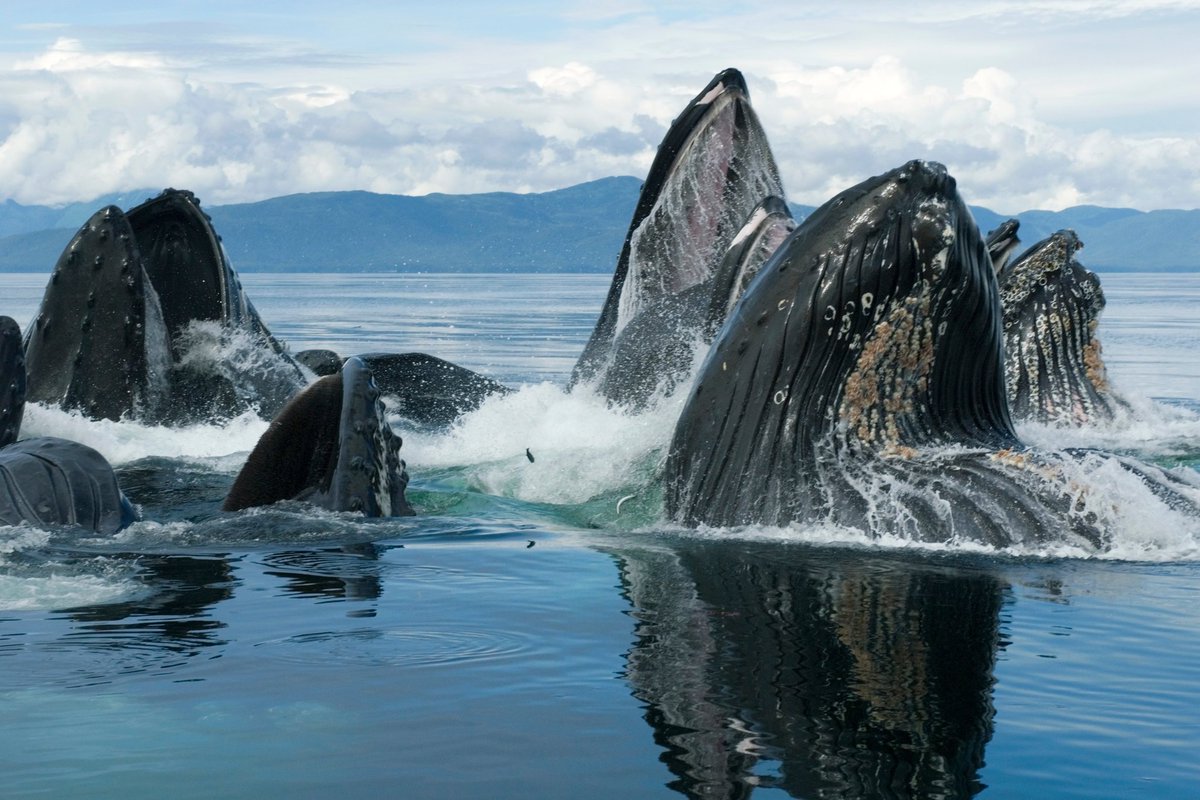 romanalilic's tweet photo. Why do whales sing? Scientists still aren’t certain, and maybe the whales aren’t, either. https://t.co/uYFjA1aVhN #whales #ocean https://t.co/ehKzaHTyI6