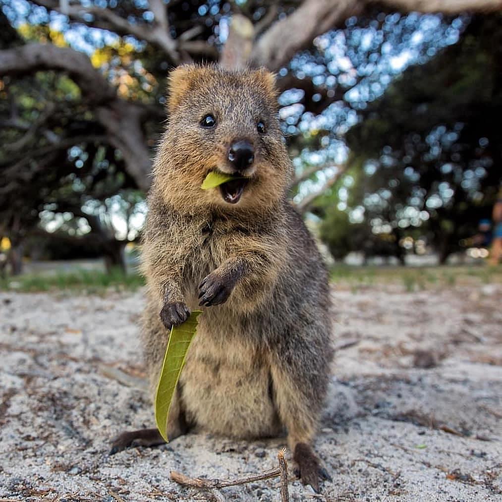 Australia's tweet photo. Eat and smile at the same time? Too easy!
Quokkas are excellent multitaskers, y’know 😉

(via IG/thatmrlund on @westaustralia’s @rottnestisland) #seeaustralia #justanotherdayinwa https://t.co/HVA6eYONW6