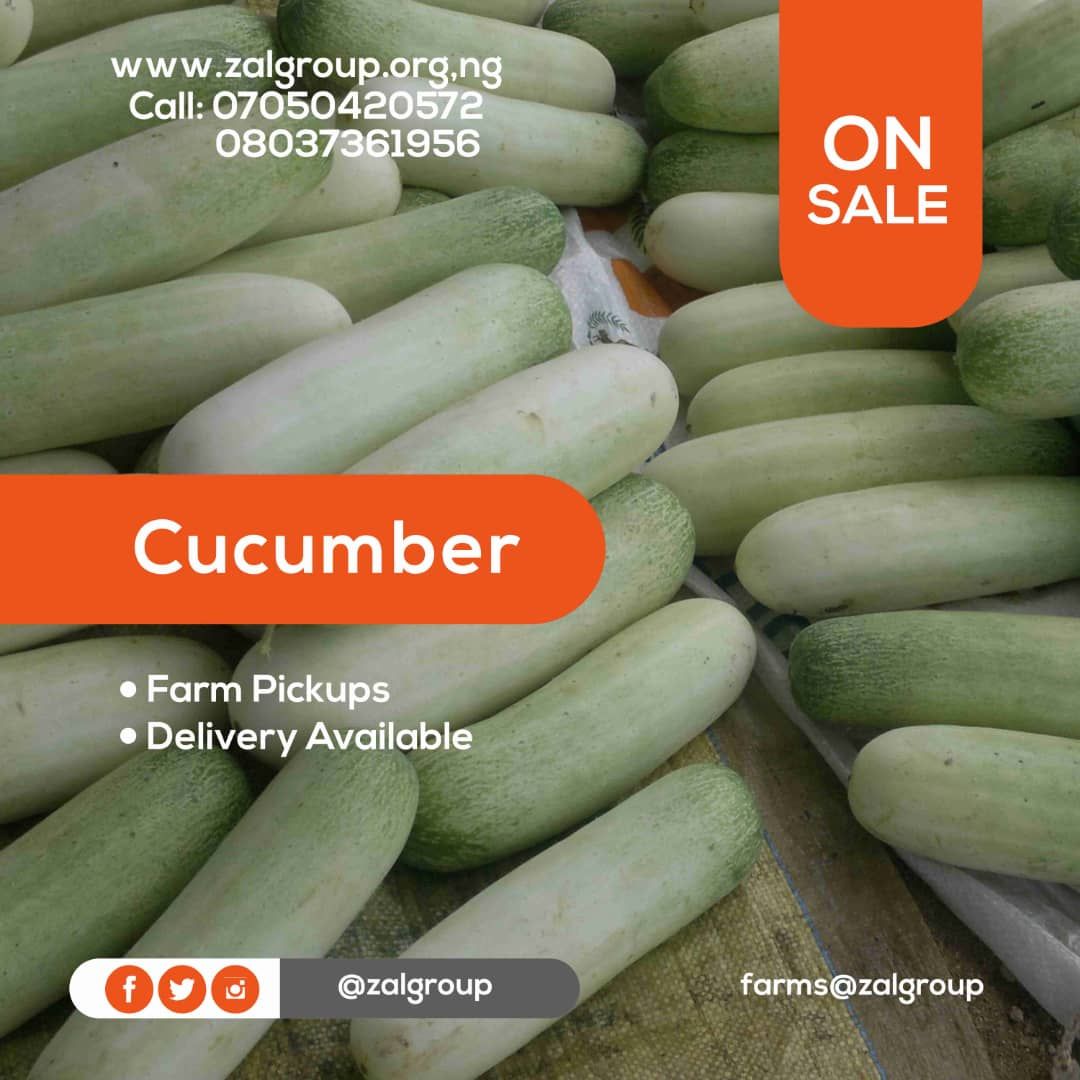 zalgroup's tweet photo. Keep the orders coming. What are you waiting for?  Order for the best cucumbers and have no regrets. Home delivery is also available. https://t.co/yeFmYMbrIP