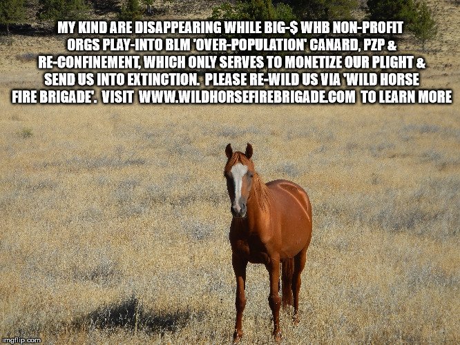 DSnovel's tweet image. Blue: As we saw when Ken Salazar (D) was Sec. of Interior (head over BLM), 'accountability' wasn't had until AFTER he murdered 1,800 American #WildHorses.  Q:  R we learning yet? huffingtonpost.com/wayne-pacelle/… #HowManyMustDie