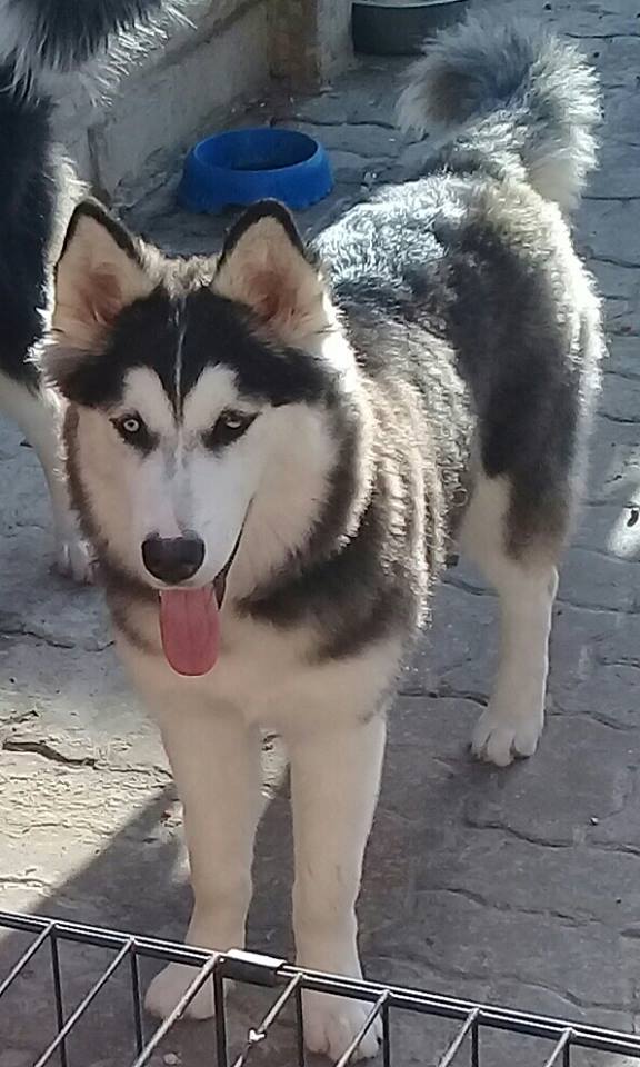 arshadhusain21's tweet image. Husky for sale in Dubai AED 2500/-
ae.petz4u.com/ads/wn-5/
#husky #dubai #petz4u
