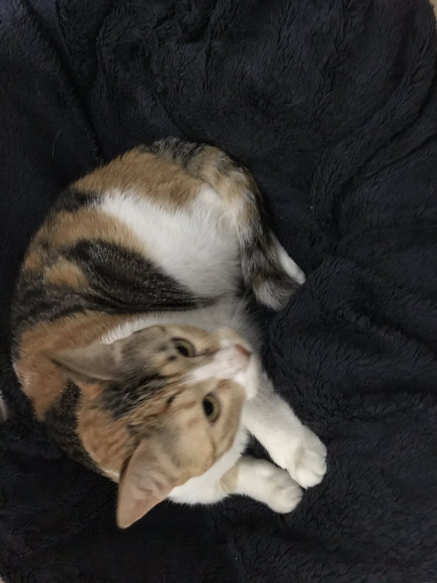 beyondsolitaire's tweet photo. And this little sweetheart! #catsofisrael https://t.co/jNSOPCljrW