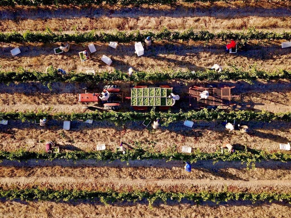 A bird’s eye view of our harvest this morning!

#Saronsberg #Tulbagh #SAHarvest2019 #SAHarvest #harvesttime #wineharvest #winemaking