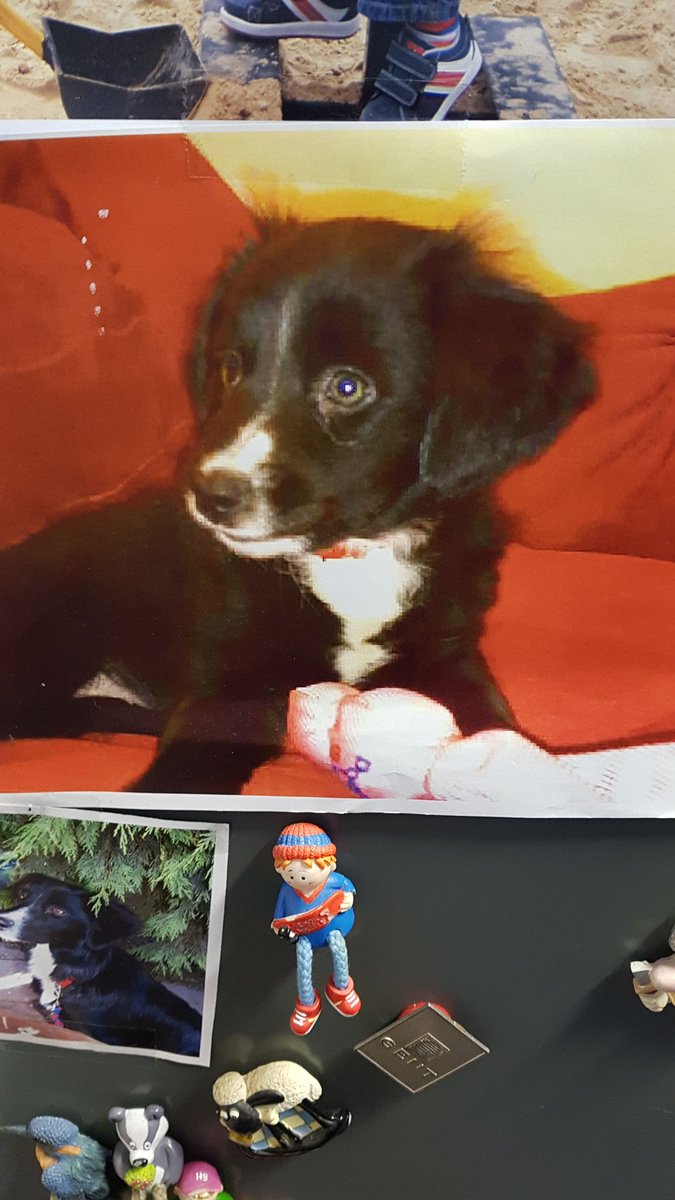 roogs_17's tweet image. #anightin my gorgeous Holly who isn't with us anymore