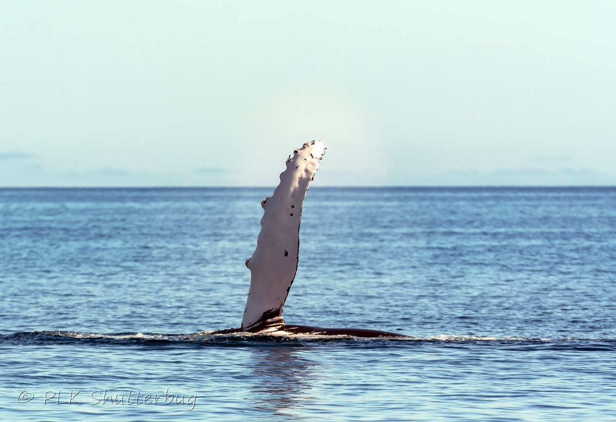 Whales are just awesome. Can't wait for the annual migration to begin