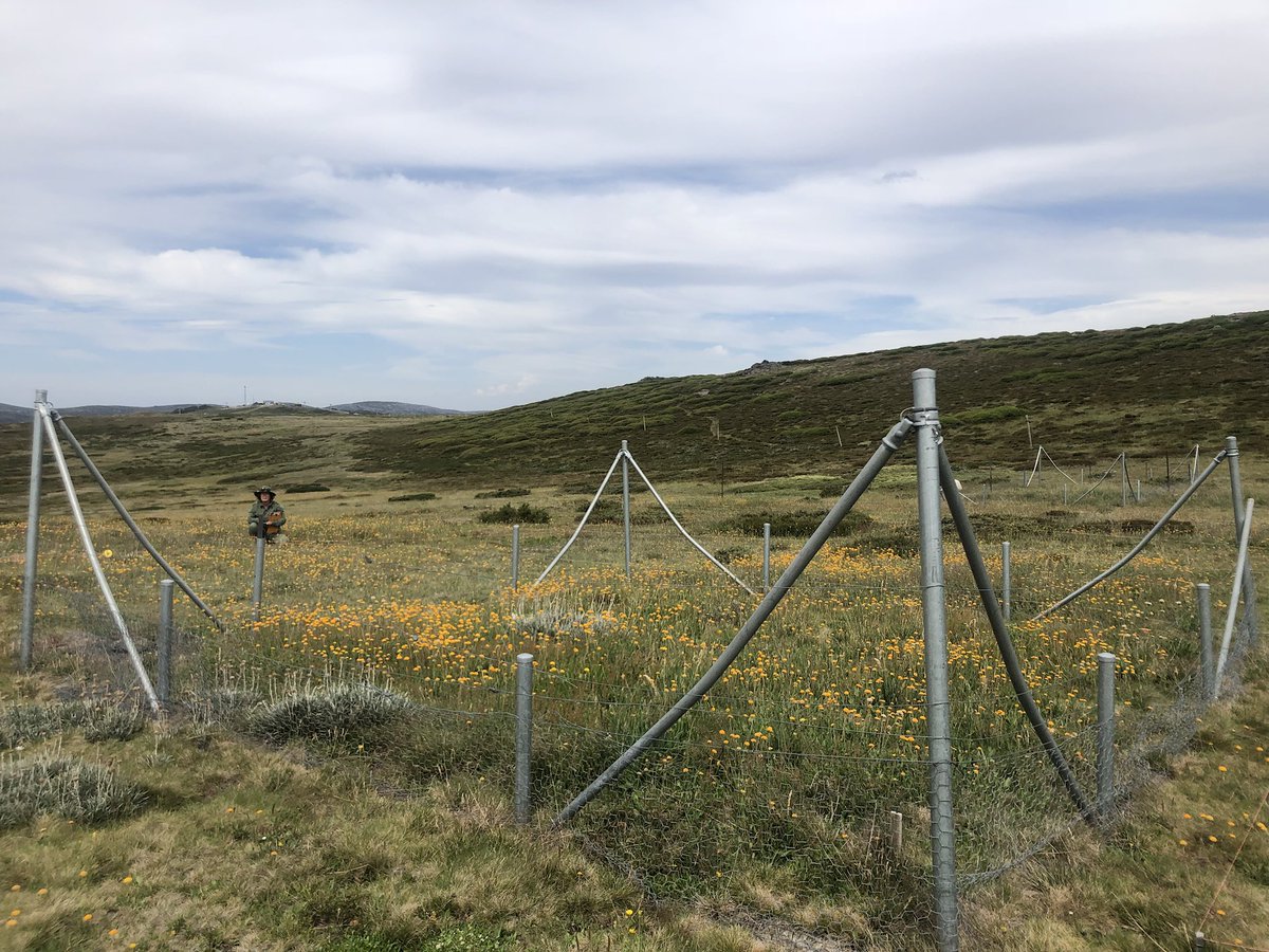 jmorganecology's tweet image. Oz alpine fieldwork in full swing this week. Long-term shrub cover dynamics, #NutNet and #DroughtNet plots all being measured @jscamac @Susanna_Venn