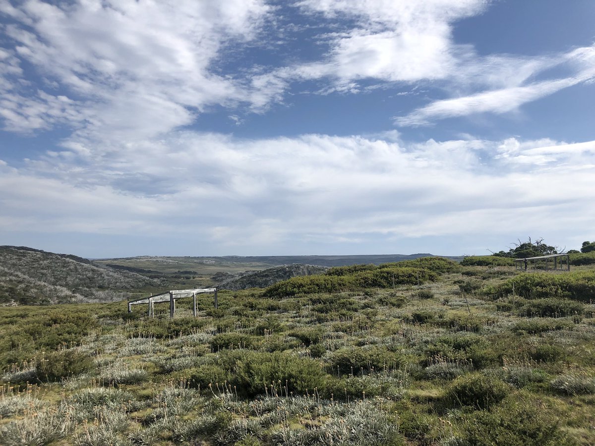 jmorganecology's tweet image. Oz alpine fieldwork in full swing this week. Long-term shrub cover dynamics, #NutNet and #DroughtNet plots all being measured @jscamac @Susanna_Venn