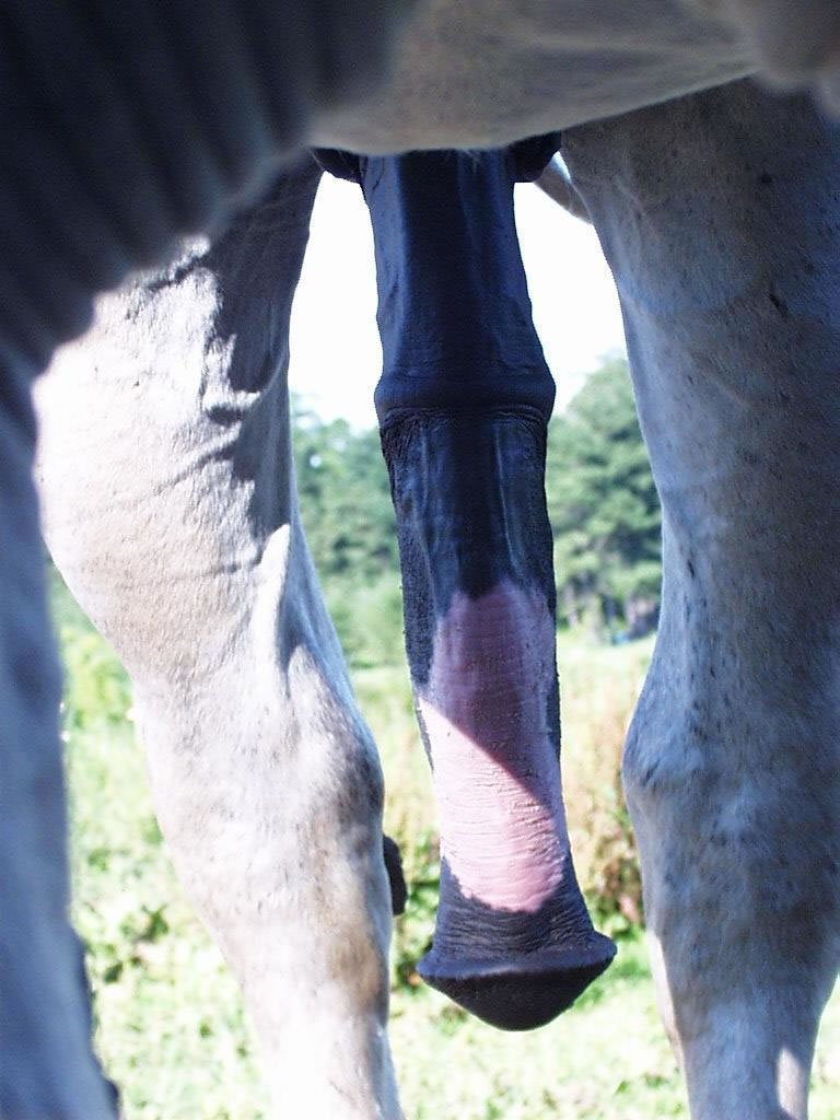 “Mmm, I love horse dicks. 😍 #horsecocks #horseballs #horsecum #anal #cum #...