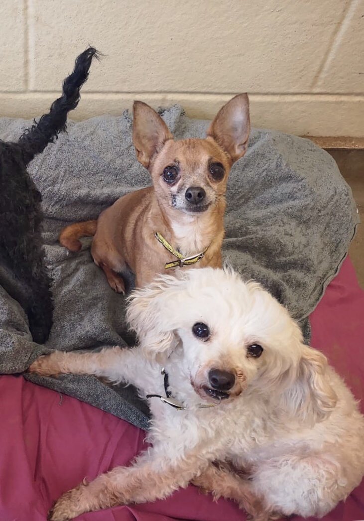 DT_Bridgend's tweet photo. Tasha and Victoria are still looking for their forever home. They are the sweetest pair. Why not pop down to the centre to find out more! 
#dogstrust #dogstrustbridgend #dogsoftwitter #adoptdontshop https://t.co/9QtkZAKuHt
