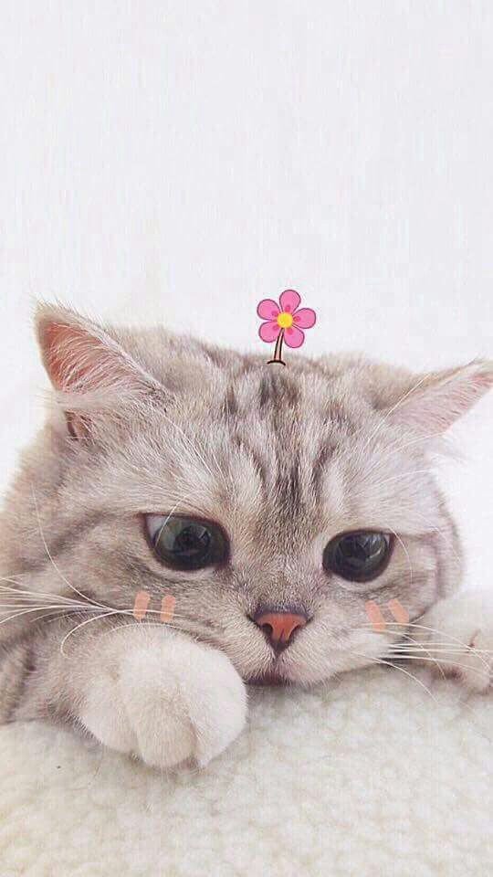 แมวมาบอกรัก tweet media