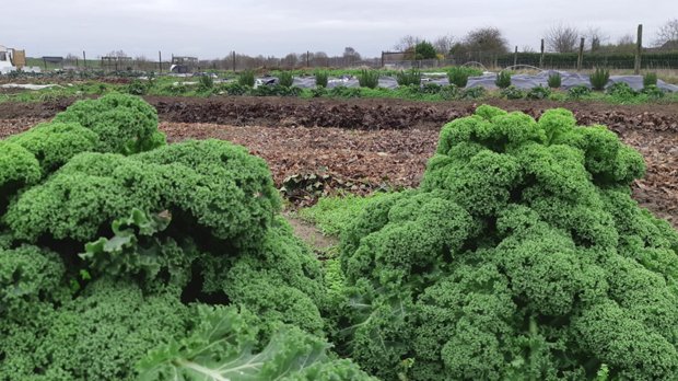 RTV_Vandaag's tweet image. Plukboerderij #Leest kan tunnelserre financieren bit.ly/2RquCyl  #RTV_Vandaag