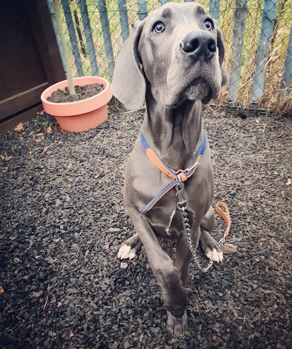 RosieDogDaycare's tweet photo. "If I hold my paw like this , will I get a treat?" ... Dexter the 5month old Great Dane π
#rosiesplace #dogdaycare #dexter #greatdane #puppy #puppylove #largebreedpuppy #bluegreatdane #thoseeyes #cutenessoverload #firstdayofschool #itsadogslife #gosforthlife #dogs #NEFollowers https://t.co/smOS8nCesP