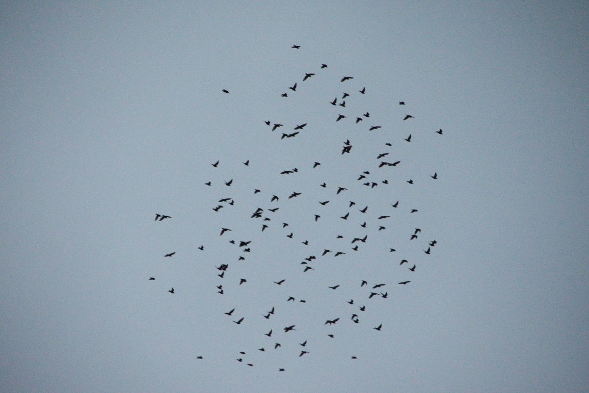 Charlotte Green (@charlottegreeno) on Twitter photo Proving we don't just like microscopic organisms! The beginnings of a monster murmuration <a href="/AttenboroughNR/">Attenborough Reserve</a> We did note that it looked like bacteria under a microscope + that we needed a colony counter. You can take the scientists out of the lab... <a href="/VictoriaOutram/">Victoria Outram</a> <a href="/refinnejspencer/">Jennifer Spencer</a> Proving we don't just like microscopic organisms! The beginnings of a monster murmuration <a href="/AttenboroughNR/">Attenborough Reserve</a> We did note that it looked like bacteria under a microscope + that we needed a colony counter. You can take the scientists out of the lab... <a href="/VictoriaOutram/">Victoria Outram</a> <a href="/refinnejspencer/">Jennifer Spencer</a>