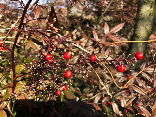 縁起の良い木 Twitter Search Twitter