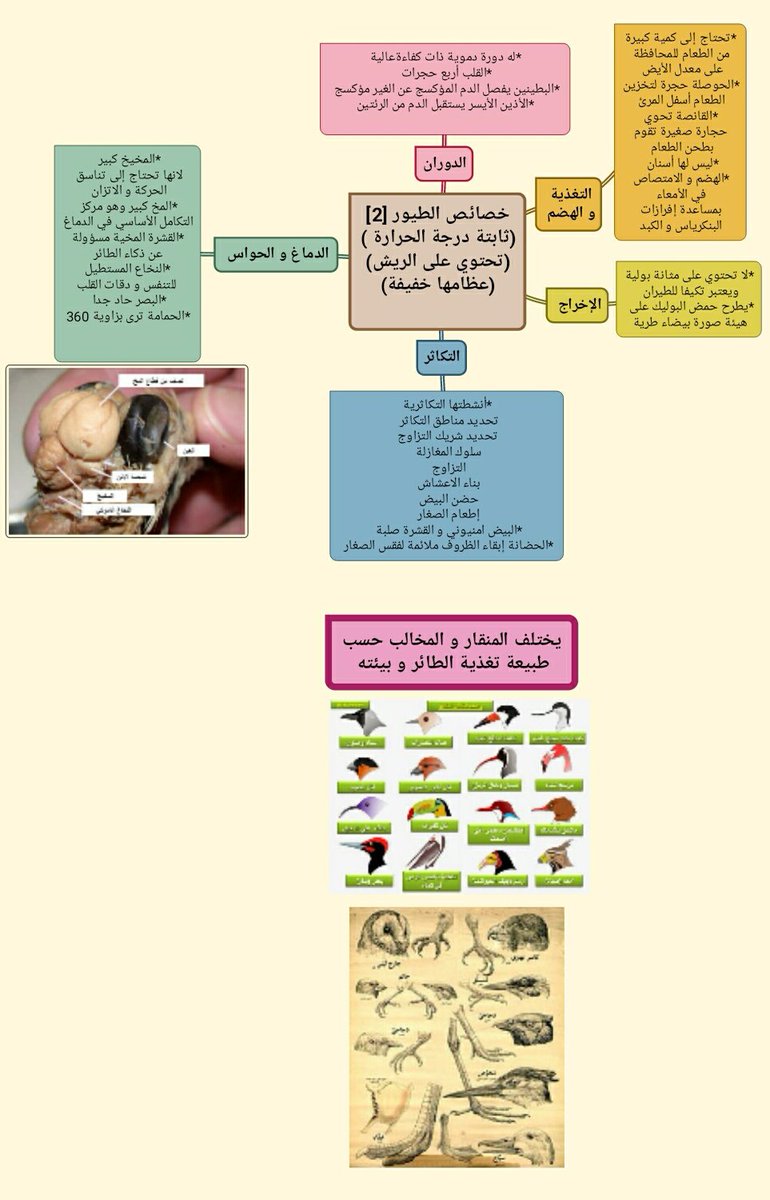 من خصائص الثدييات