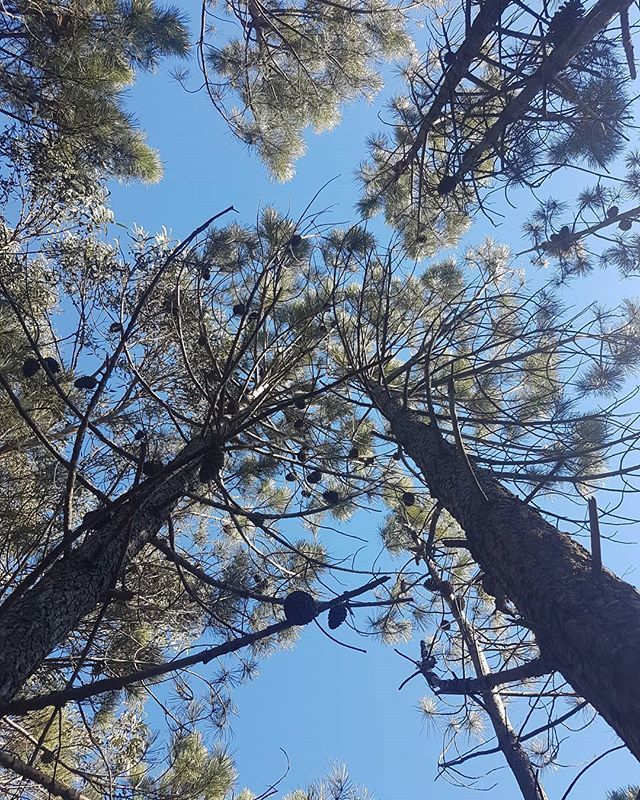 #DeepInTheForest #TreePeople #RestorationTime Beautiful spaces not far from the city #WalkimgTime #MeditationTime #Sintra