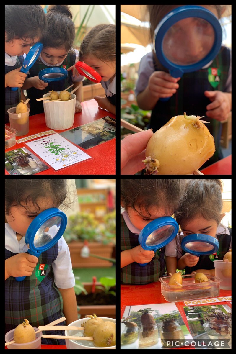 Observing the changes in our potatoes after putting them into water for 1 week! We cannot wait to plant them in our organic vegetable garden once they get more roots! #gogreen #greenthumb #organic #InquiringMinds 🥔🌱 <a href="/DIA_Sciences/">Science | DIA Emirates Hills</a>