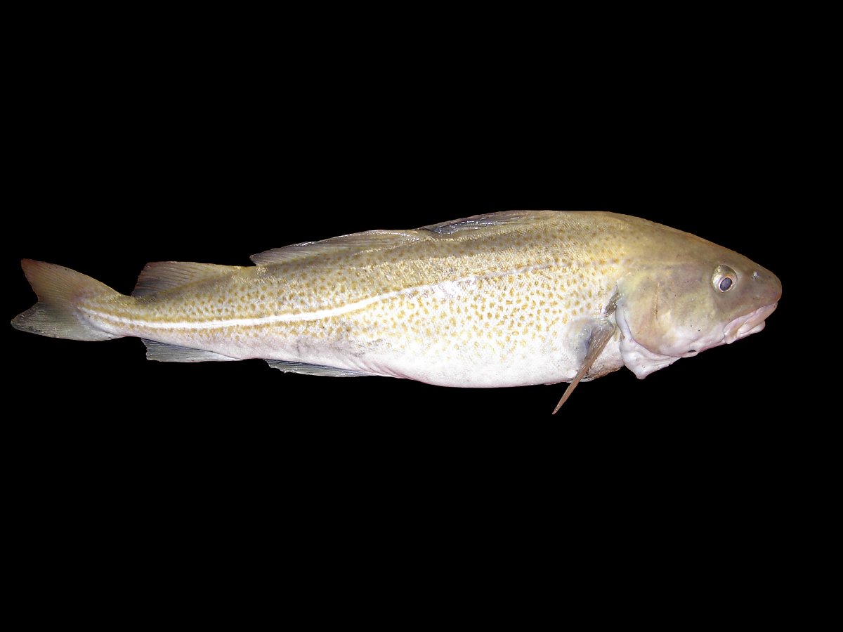 Over 100 kilo død torskefisk ble tatt opp i #Oslofjorden i desember. Trolig er det oksygenfattig vann i dypet i fjorden som har tatt knekken på fisken. niva.no/nyheter/uvanli…