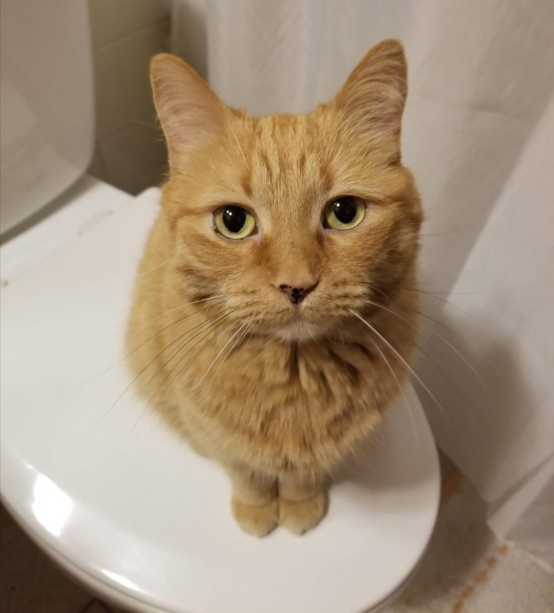 catloversfest's tweet photo. Sorry this seat's taken 🚫

#catsruletheworld #donteventry #gingerpuss https://t.co/zomMsU93JJ