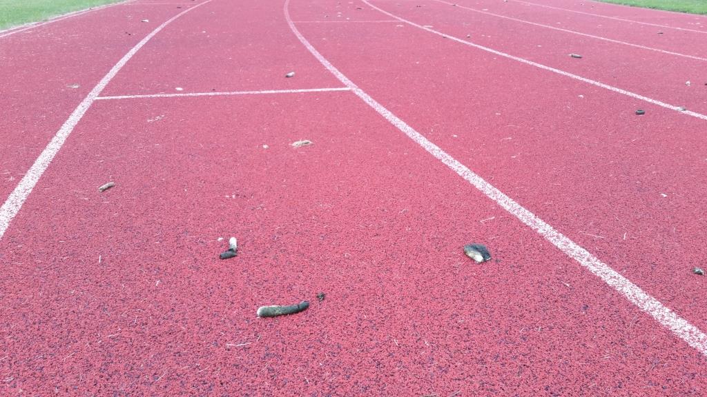 BTPEnviro's tweet photo. Did you know?:
Canada Geese poo up to 6 times an hour! See how soiled the grass in this images. Sports surfaces, business parks with water features all suffer with this public health issue - as we have had many calls for them. https://t.co/MAxv9RbWSS https://t.co/eEedQYSp8O
