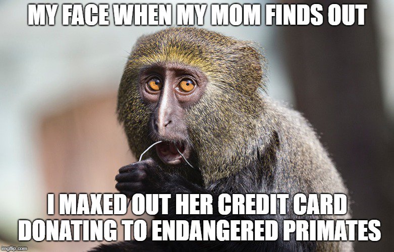 CroeniCharity's tweet photo. Create a meme with your favorite ape or monkey and win $100 for your chosen primate charity! It's super easy and takes 5 minutes. Enter the Ape Hero contest at https://t.co/4yfJGWL781. #ApeHero #Round2 #CroeniFoundation #Primates #Conservation https://t.co/mSPzGn5nm3