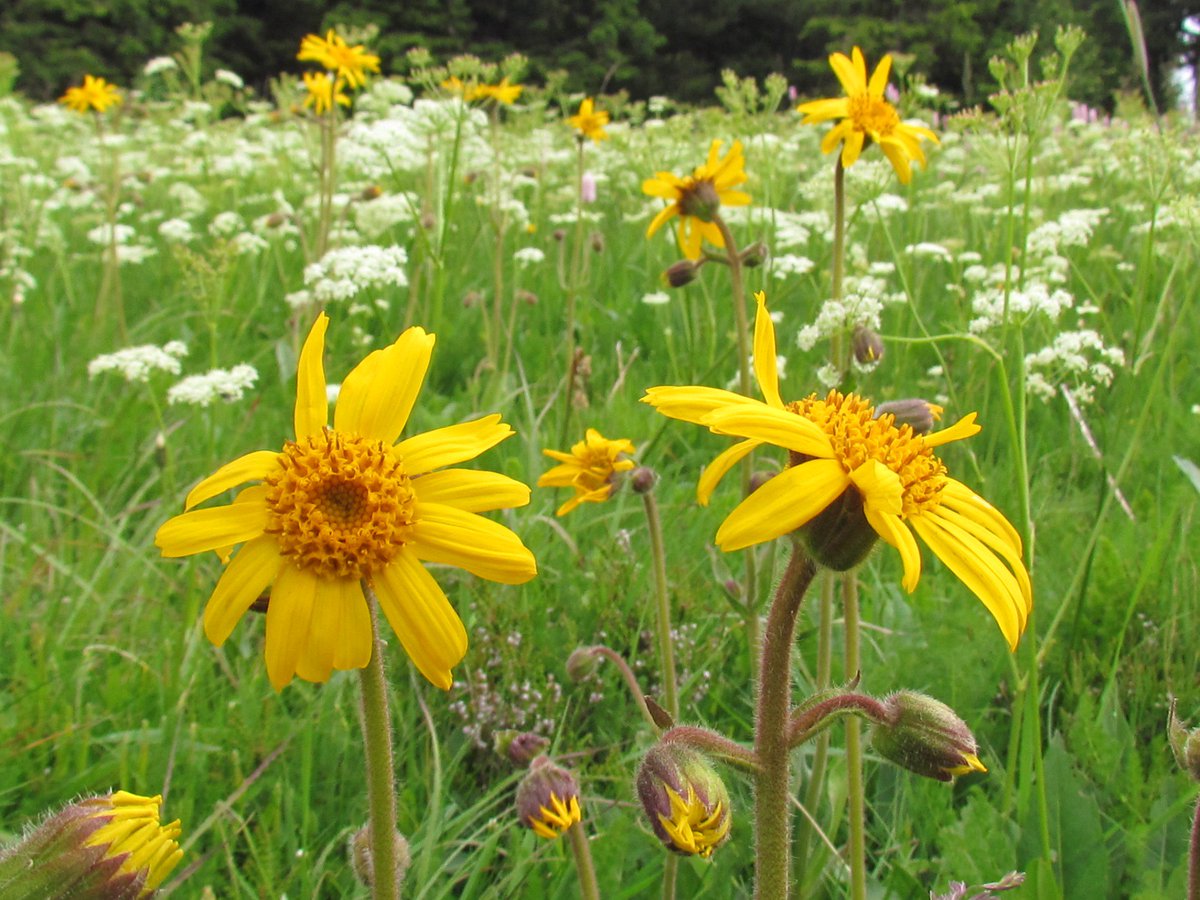 JBingold's tweet photo. Exemple intéressant d'économie circulaire sur la filière de l'arnica qui associe ceuileurs et laboratoires + pouvoirs publics @umandelannoy @Pikaia_fr #engageUniversity #permaeconomie https://t.co/5kKpbvkEh7