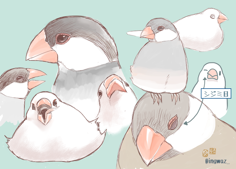 いつもの絵だと説明が難しかったのでちょっと変えたんですが 文鳥さんが目をつむった 文 新木南生 のイラスト