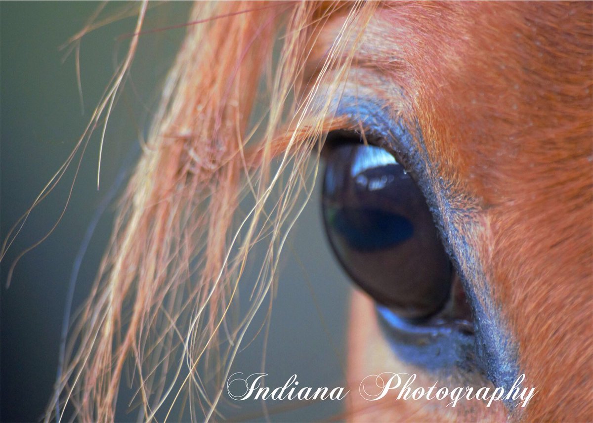 The softness of a horses eye can weaken even the coldest of hearts ...... #equinephotography #kindness #exracehorse #polopony